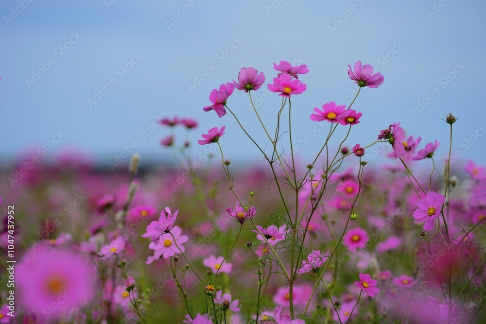 コスモス畑が一面ピンクに染まる秋の景色