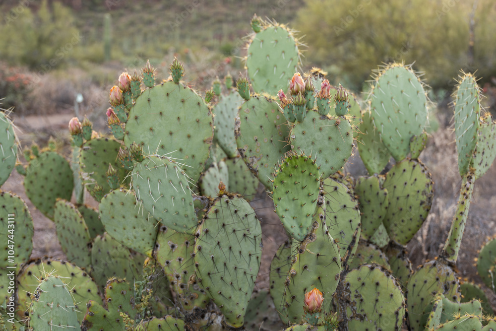 prickly cactus prickly cactus