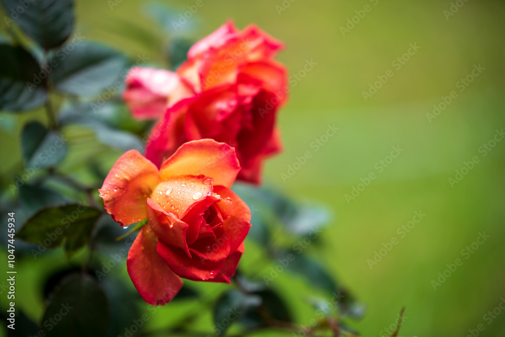 Fresh Orange Rose Flower in Full Bloom Fresh Orange Rose Flower in Full Bloom