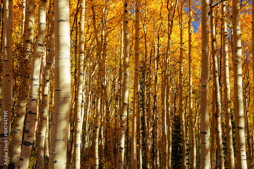Fototapeta Naklejka Na Ścianę i Meble -  Colorado Aspen Autumn
