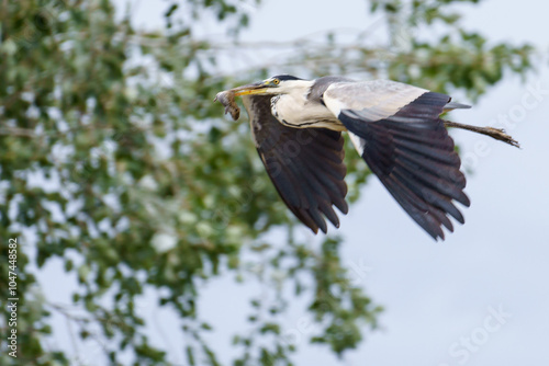 Grey Heron in flight with a rat in its bill photo