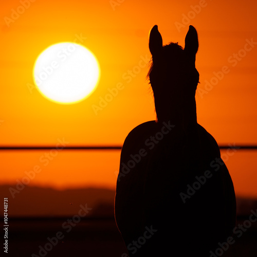 Silhouette of a horse in front of a beautiful sunset photo