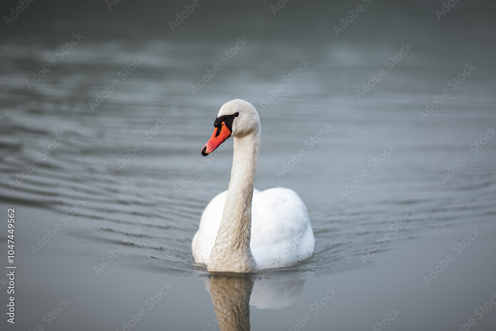 A white swan swimming in water in the river Drava in Maribor. It's an wild animal A white swan swimming in water in the river Drava in Maribor. It's an wild animal