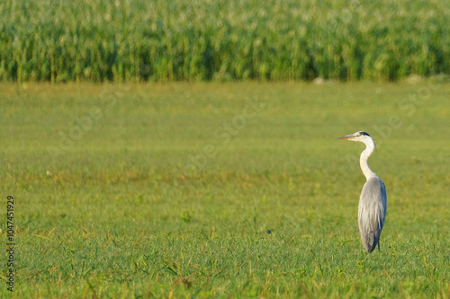 Grey heron standing in the meadow