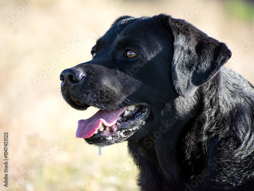 Wallpaper Mural The Big Black Dog: Labrador Retriever (3) Torontodigital.ca