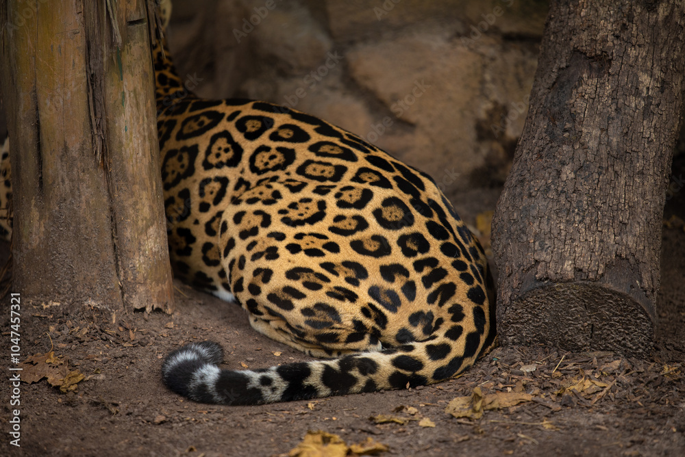 Obraz premium Leopard Resting in Rocky Cave