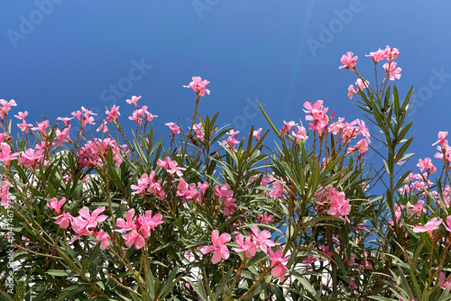 Oleander nerium with beautiful pink  flowers  on a blue sky background.Copy space.Selective focus. photo