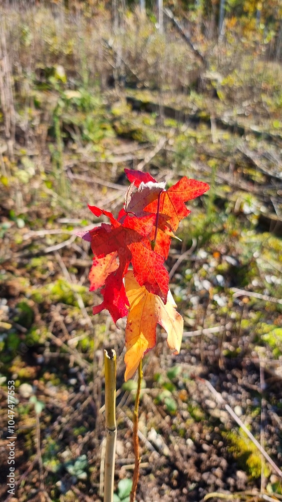 Obraz premium autumn leaves from climate amber tree in the forest