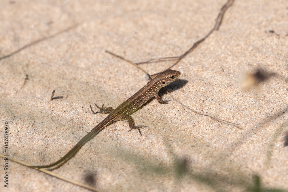 Φωτογραφία The viviparous lizard (Zootoca vivipara) on the sand in sunny day in Latvia