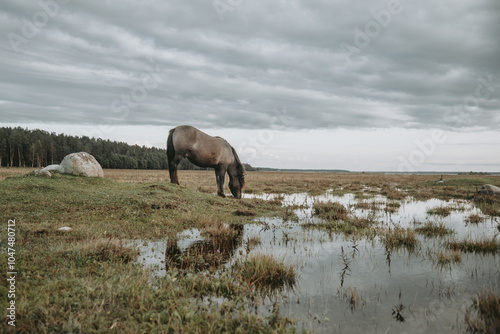 Semi-wild konik polski horse grazing at Engure Lake Nature Park, Latvia at summer photo