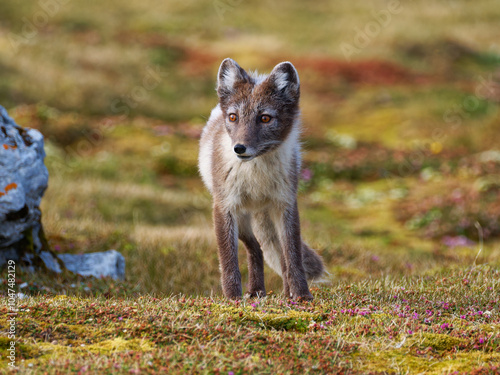 Arctic Fox Cub during the Summer, Gnålodden, Hornsund fjord, Spitzbergen, Svalbard