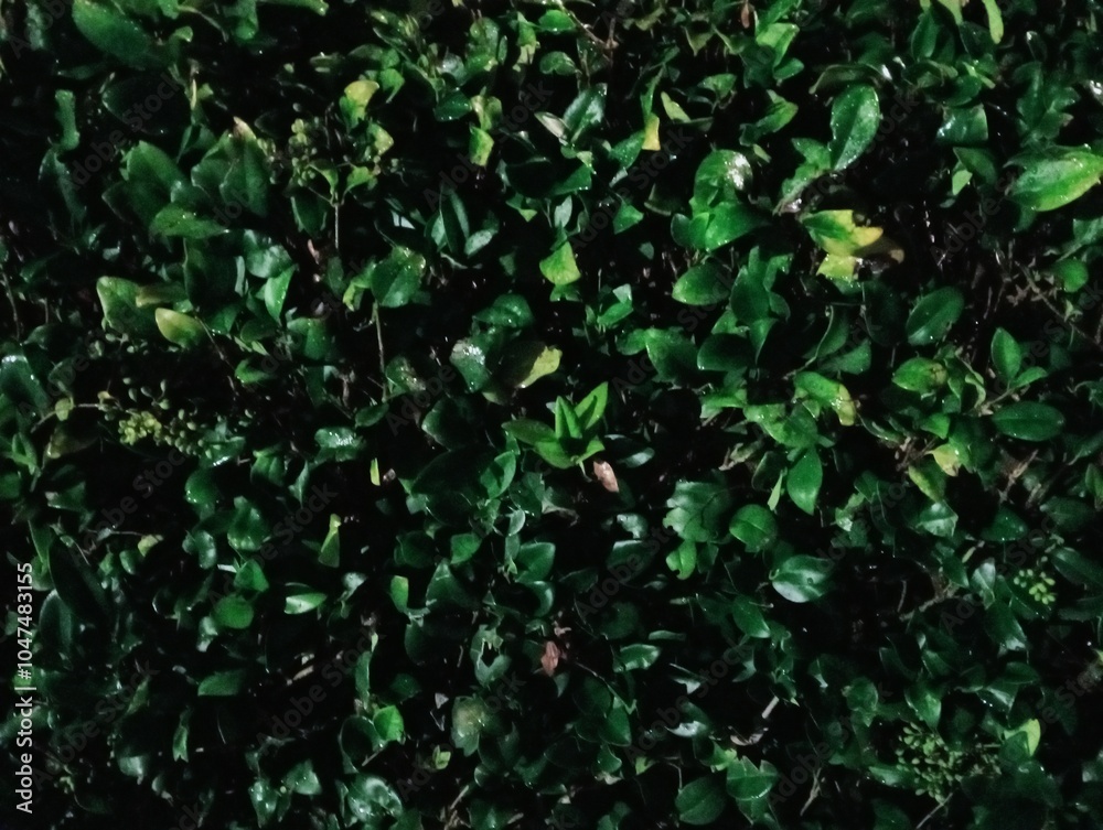 green leaves background