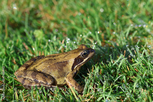 Brown frog in the green grass. Close-up of Rana temporaria.