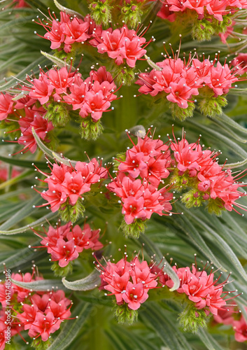 Beautiful close-up of echium wildpretiii photo