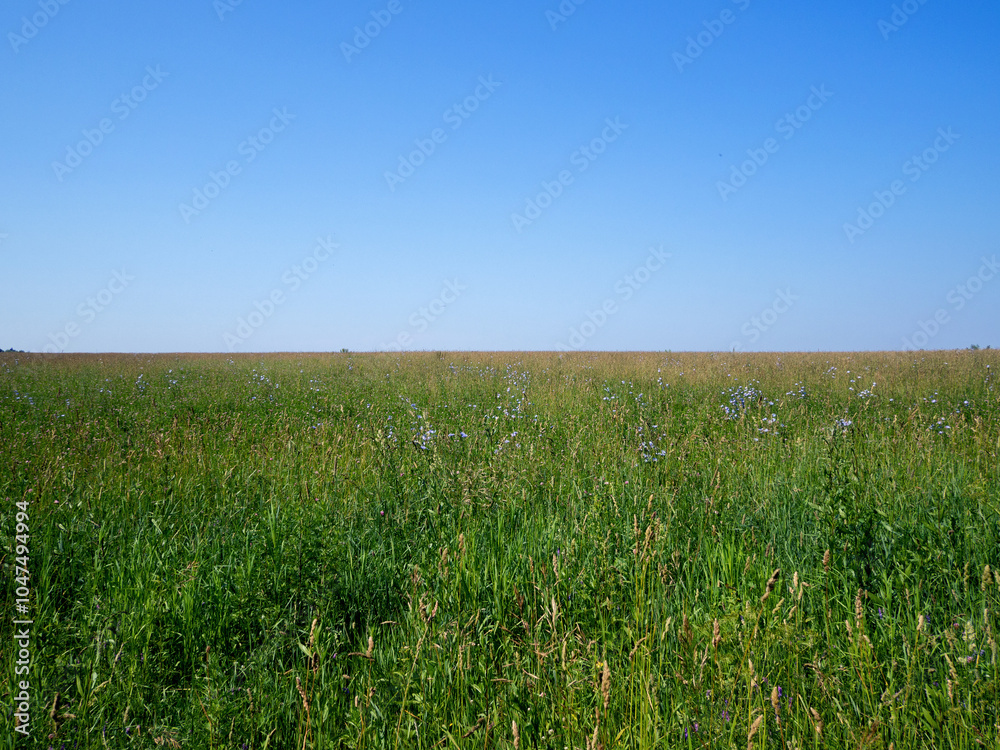 Summer field, blue sky, sunny day Summer field, blue sky, sunny day