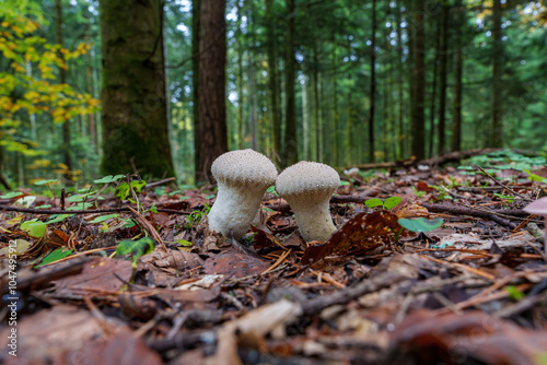 Fényképezés Two mushrooms emerge through colorful autumn leaves in a serene forest, a lovely