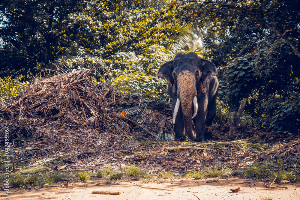 Fototapeta premium An elephant emerging from the jungle, highlighting its majestic presence in a lush, natural habitat