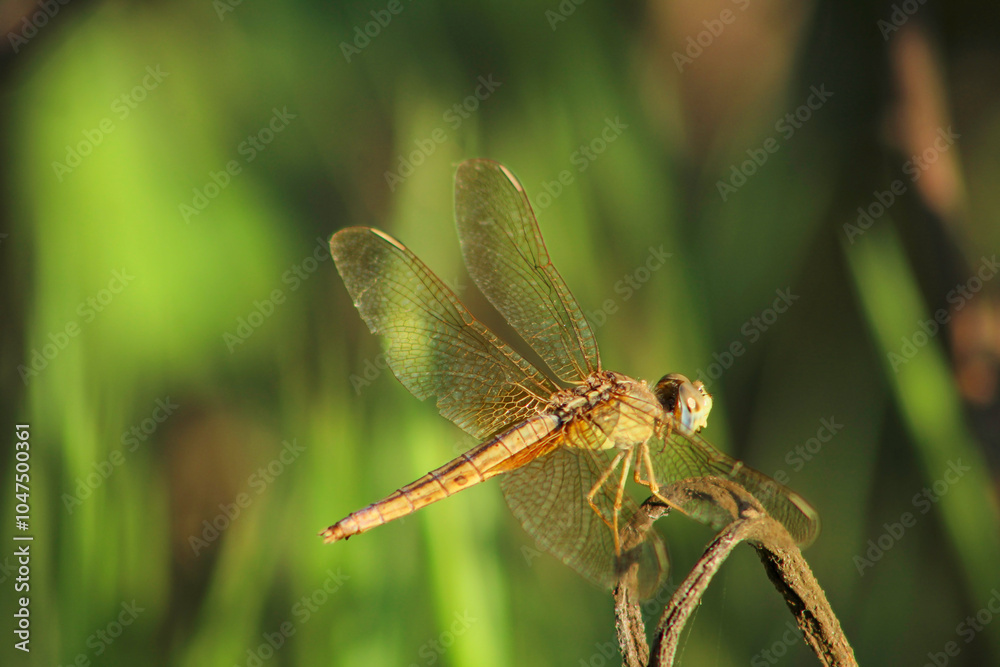 Dragonfly on dry plant in nature. Selective focus. Dragonfly on dry plant in nature. Selective focus.