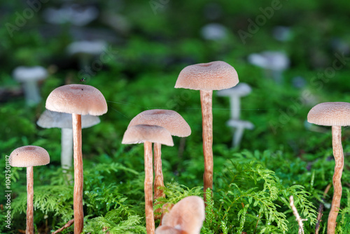 A diverse group of mushrooms is currently growing in the grass, , laccaria laccata photo