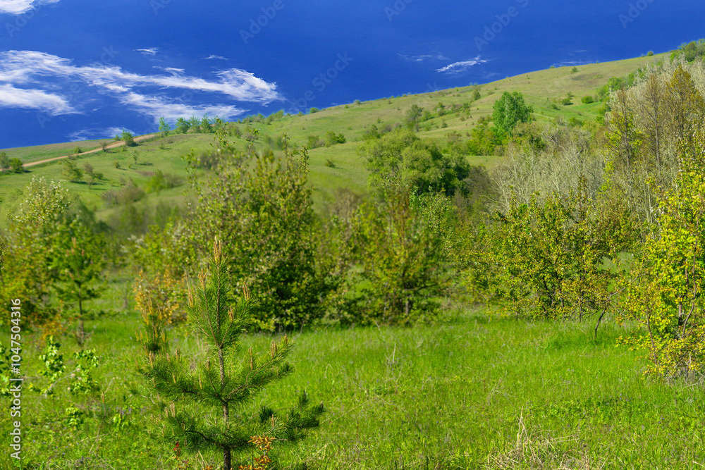 Landscape Panorama of mountains and green forest with fir trees in the park in summer. Blue clouds in the sky. dense crown of trees with leaves. Green fields, meadows. Natural landscape.Postcard. Landscape Panorama of mountains and green forest with fir trees in the park in summer. Blue clouds in the sky. dense crown of trees with leaves. Green fields, meadows. Natural landscape.Postcard.