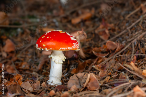 Muchomor czerwony (Amanita muscaria)