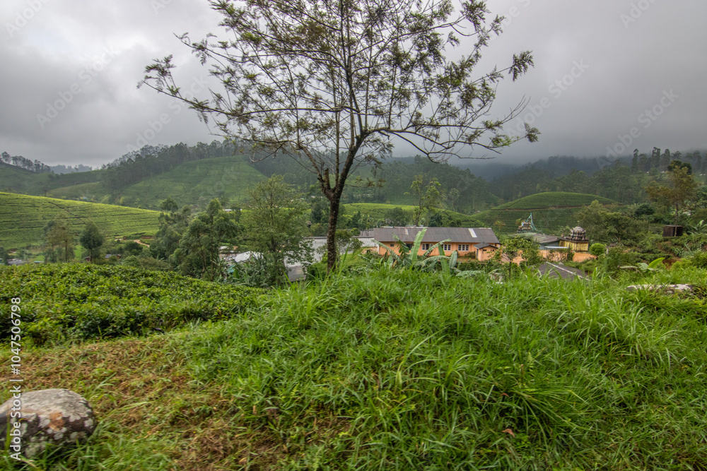 Landscape photograph in the fertile highlands in the subtropical climate. Jungle forest, fields and tea plantations characterize the green landscape between Kandy and Nuwara Eliya, Sri Lanka, Asia Landscape photograph in the fertile highlands in the subtropical climate. Jungle forest, fields and tea plantations characterize the green landscape between Kandy and Nuwara Eliya, Sri Lanka, Asia