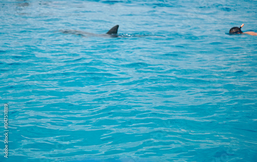 dolphin at mnemba island near zanzibar photo