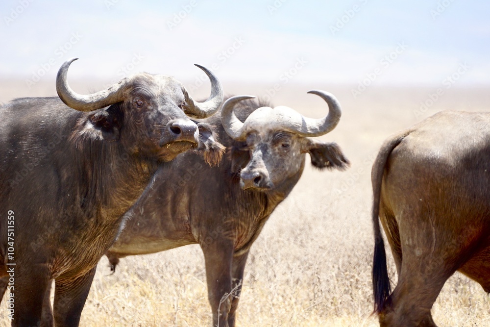 Water Buffalo watching for predators Water Buffalo watching for predators