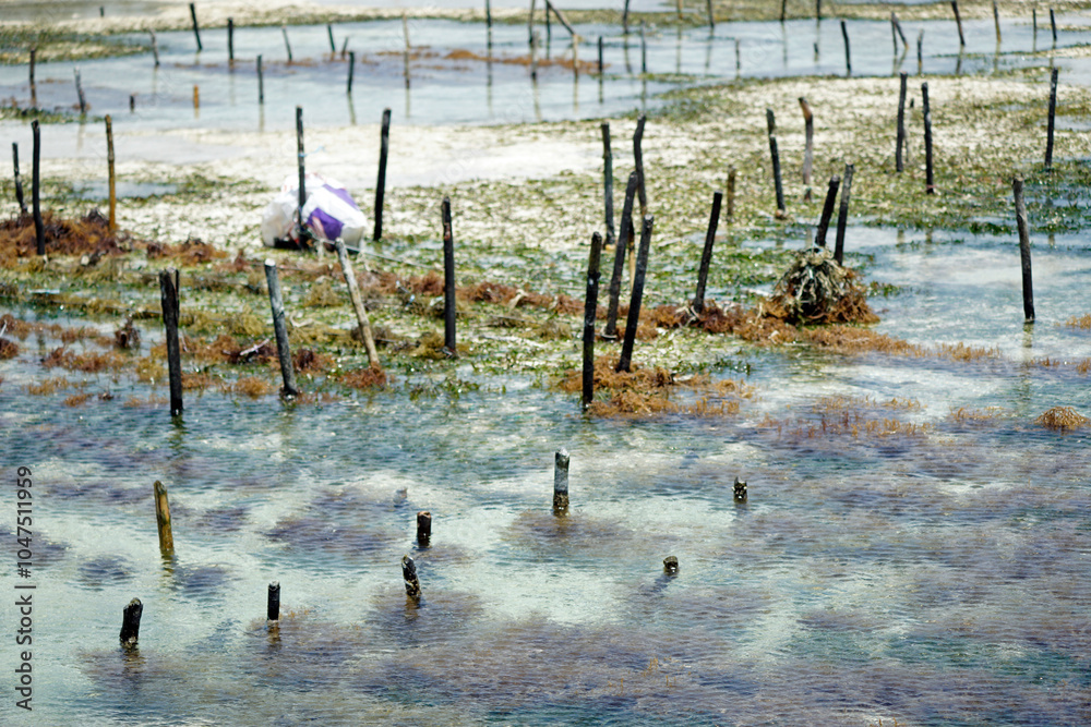 sea weed plantation in the indian ocean sea weed plantation in the indian ocean