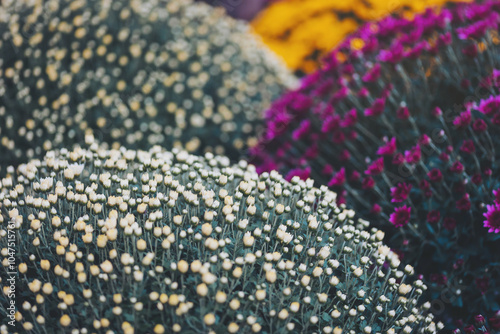 Colorful chrysanthemus flowers in round bouquets, ready to be placed on a grave of loved ones. Large bouquets of multicolored chrysanthemums at a market in autumn.  photo