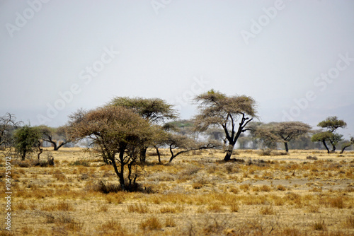 scenic landscape in the serengeti