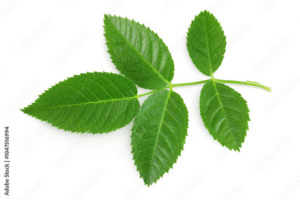 rosehip green leaves isolated on white background rosehip green leaves isolated on white background