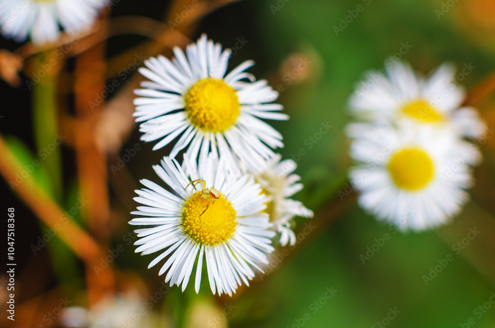 Obraz premium Small spider sits on a daisy flower in the meadow