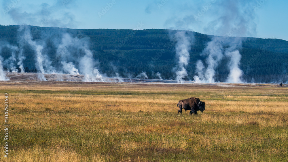 Fototapeta premium Early morning at Yellowstone National Park with Buffalo at the geyser basin