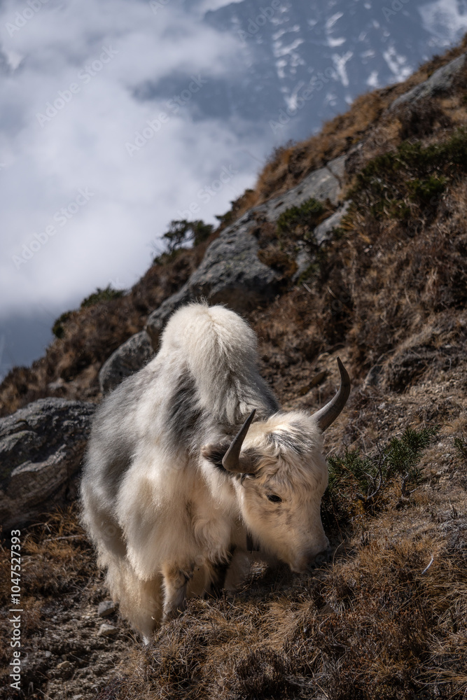 White, fluffy yak grazing on the side of a hill in Thame, Nepal. White, fluffy yak grazing on the side of a hill in Thame, Nepal.