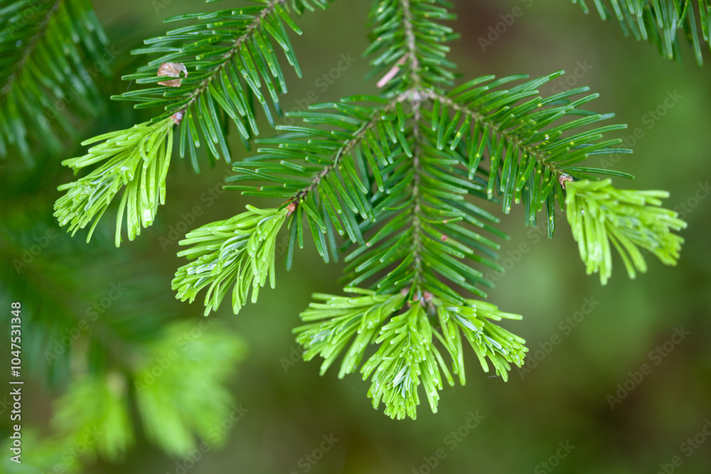 close up of a pine needles, old and fresh on blurred natural green background, contrast conception close up of a pine needles, old and fresh on blurred natural green background, contrast conception