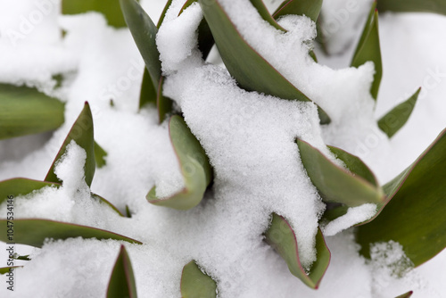 green garden plants covered withe first snow