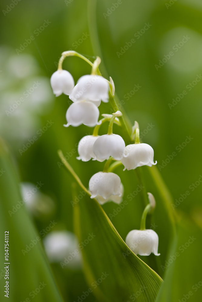 Lily of the valley growing in the garden in natural light macro image Lily of the valley growing in the garden in natural light macro image