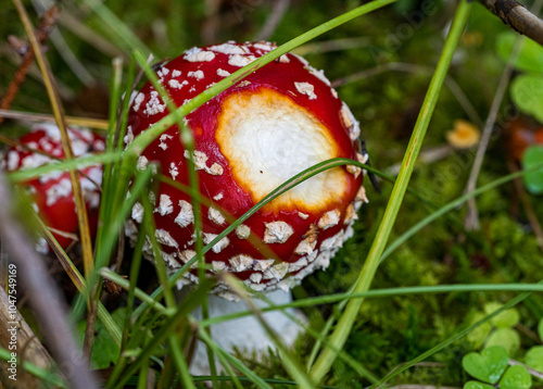 red mushroom - fly agaric 