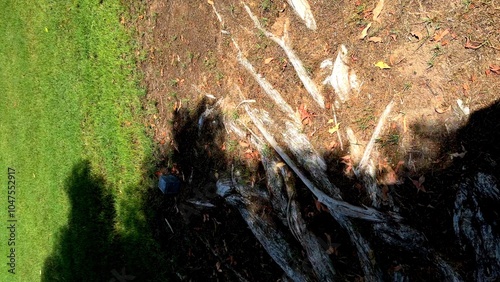 ree roots stretch across uneven dry soil, with shadows playing over rough textures. Scattered leaves and grass add contrast to this rugged outdoor setting. photo