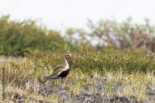 European golden plover stands among the swamp photo