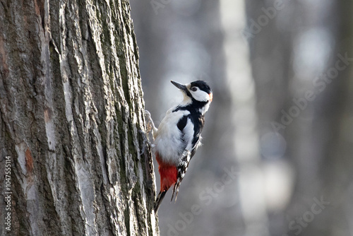 woodpecker hammering an old rotten tree photo