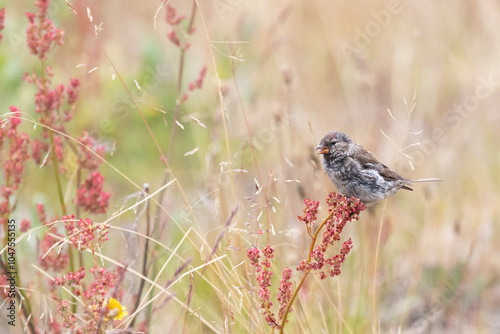 Young redpoll eats horse sorrel seeds photo