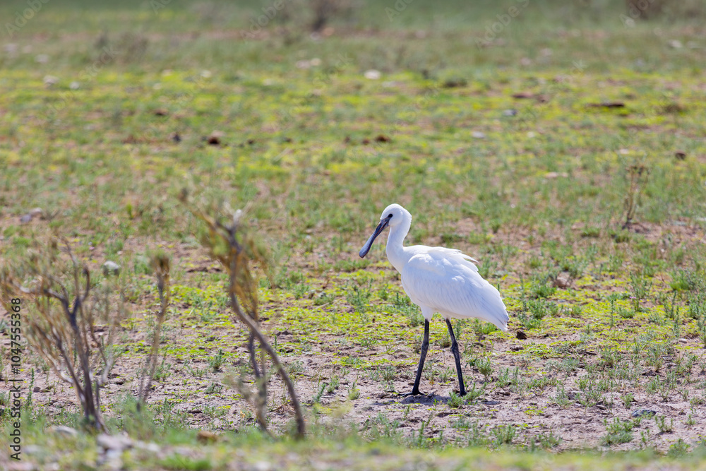 Fototapeta premium Eurasian spoonbill goes on the grass