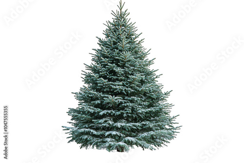 Red Balsam Fir Christmas tree isolated on transparent background, png file, no background png file