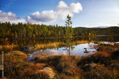 Autumn Landscape with swamp and pines. Arctic. Russia