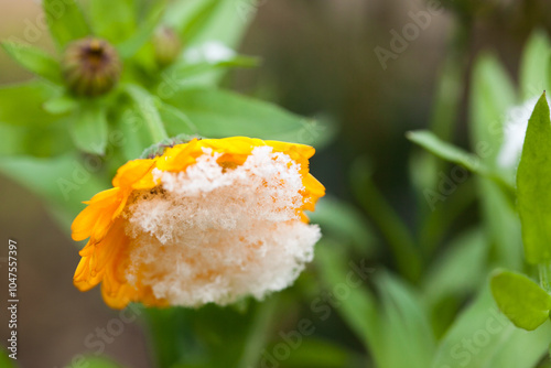 Blooming flower covered with first snow, blurred background, closeup photo