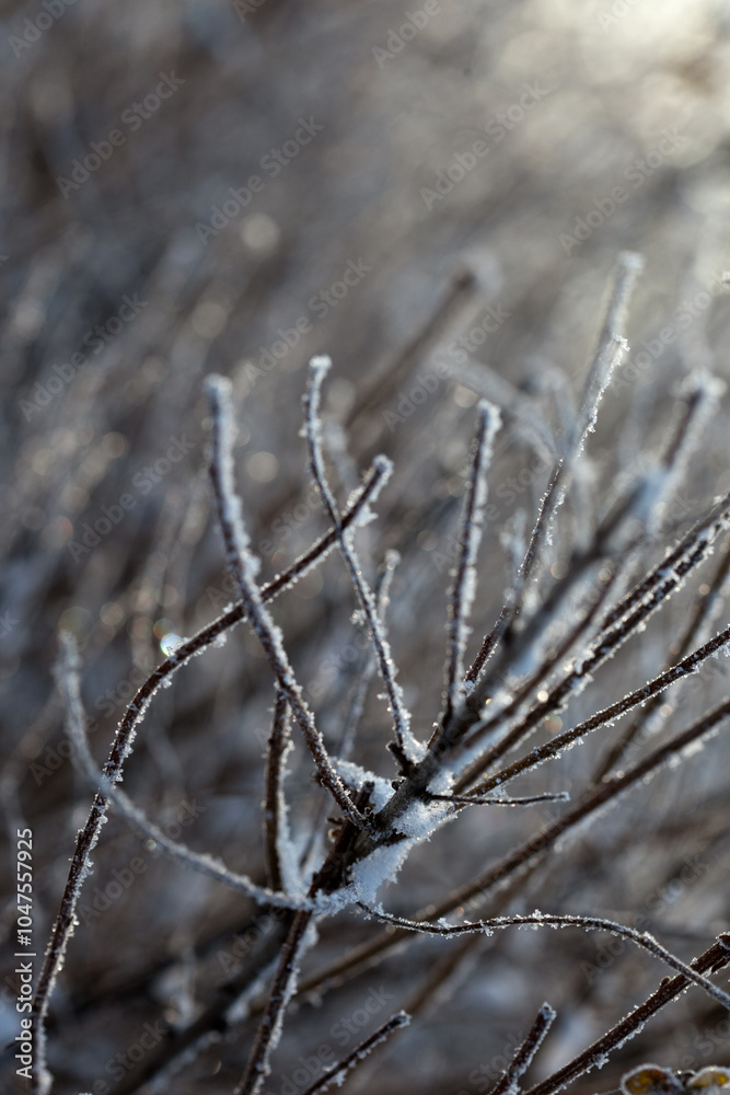 bare tree branches covered with frost and snow, close up, blurred background, cold but good mood bare tree branches covered with frost and snow, close up, blurred background, cold but good mood