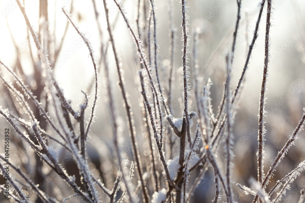 bare tree branches covered with frost and snow, close up, blurred background, cold but good mood bare tree branches covered with frost and snow, close up, blurred background, cold but good mood
