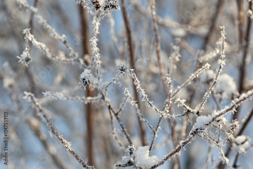 bare tree branches covered with frost and snow, close up, blurred background, cold but good mood